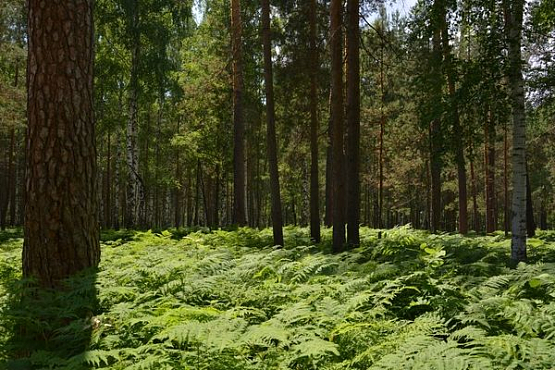 В Кузнецком районе лесники и полицейские вывели из чащи семью грибников