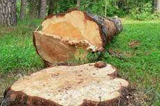 В Н. Ломове дровосек-нелегал «нарубил» деревьев на 484 тыс. рублей