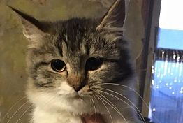 В Пензе ищут дом котикам с необычными именами