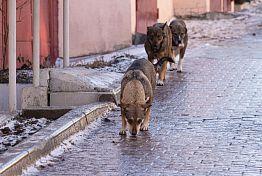 Соцсети: в Пензе стая собак загнала бабушку с внучкой «в ловушку» Соцсети: в Пензе стая собак загнала бабушку с внучкой «в ловушку»