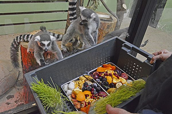 Пензенцев просят поделиться продуктами с животными