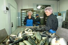 В Пензенской области создадут рыбоводческий кластер