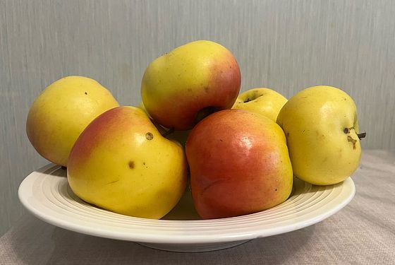 Онколог Алена Журавлева назвала топ-продуктов, способных подавлять раковые клетки