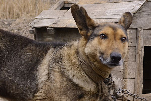 Житель Наровчата наказан за садизм в отношении собаки