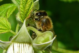 В Пензе облсуд обязал агрохолдинг выплатить 4,5 млн рублей за гибель пчёл 