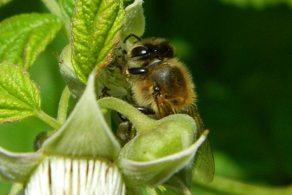 В Пензе облсуд обязал агрохолдинг выплатить 4,5 млн рублей за гибель пчёл 