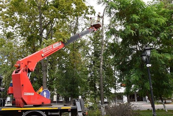 В сквере Пушкина в Пензе деревья спасают от изумрудной златки