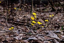 В Пензе от укусов клещей пострадали уже 26 человек
