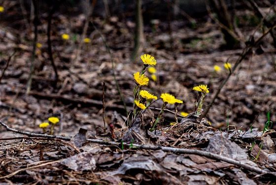 В Пензе от укусов клещей пострадали уже 26 человек