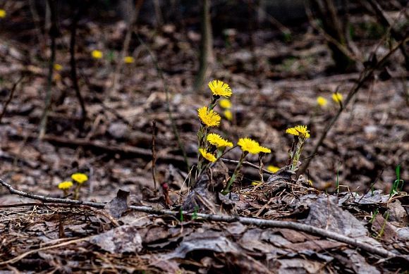 В Пензе от укусов клещей пострадали уже 26 человек