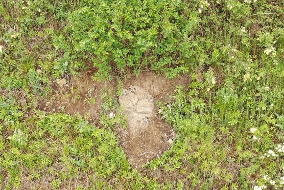 В Пензенской области нашли новое место гнездования краснокнижной птицы