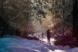 Два пензенских дерева претендуют за звание особенного в России