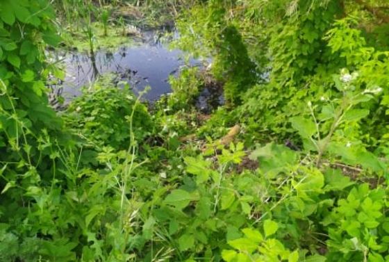 Пропавший без вести пензенец найден в водоеме в селе Богословка