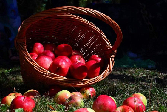 Итоги фотоконкурса «Мой урожай» 2025: топ-10 победителей