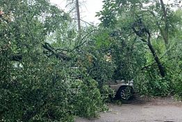 В Пензе сильный ветер поломал деревья на Западной поляне