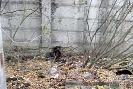 В Пензе на ул. Заводской нашли тело мужчины В Пензе на ул. Заводской нашли тело мужчины
