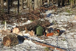 В Пензенской области в новогодние праздники незаконно вырубили деревья на 600 тыс. рублей В Пензенской области в новогодние праздники незаконно вырубили деревья на 600 тыс. рублей