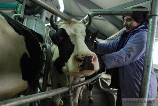 За 6 месяцев в Пензенской области получили более 195 тысяч тонн молока 