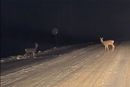 В Пензенской области три косули погибли из-за пескосоляной смеси В Пензенской области три косули погибли из-за пескосоляной смеси