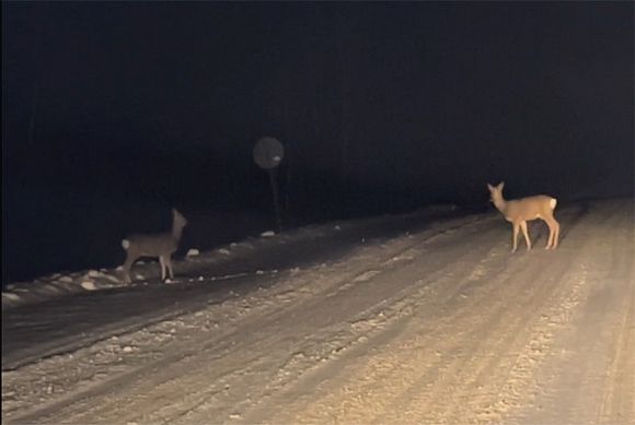 В Пензенской области три косули погибли из-за пескосоляной смеси