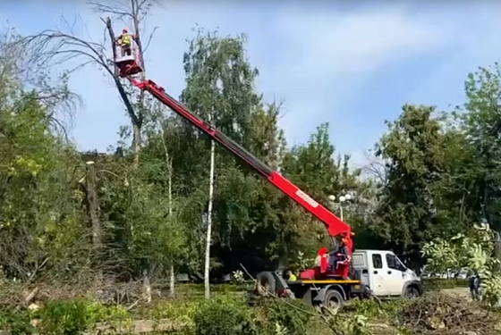 В Пензе планируют высадить более 5 тысяч крупных деревьев