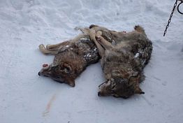 В Пензенской области отстреливают волков