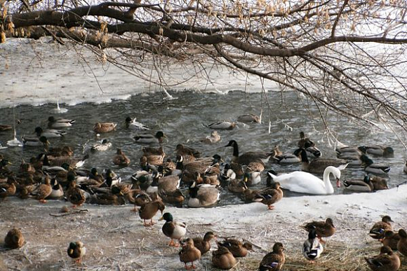 В пензенском зоопарке лебеди, кряквы, гуси и казарки останутся зимовать на улице