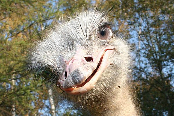 В Пензенском зоопарке устроят показательное кормление страусов
