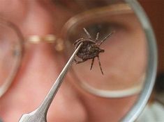 За неделю в Пензенской области 92 человека пострадали от укусов клещей