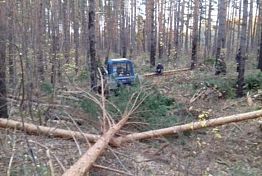 В Пензенской области мужчину насмерть придавило сосной