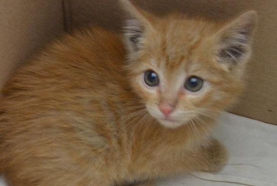 В Пензе котенку, найденному в воздуховоде музея, ищут хозяев