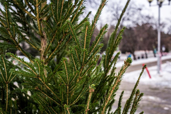 В Пензе двое неизвестных украли елку с базара  