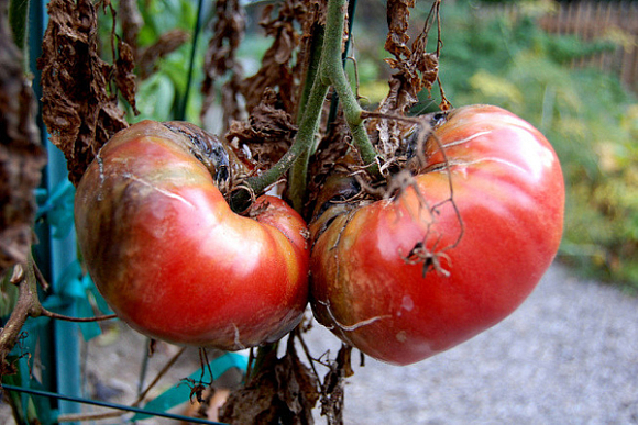 Как бороться с фитофторой на помидорах?