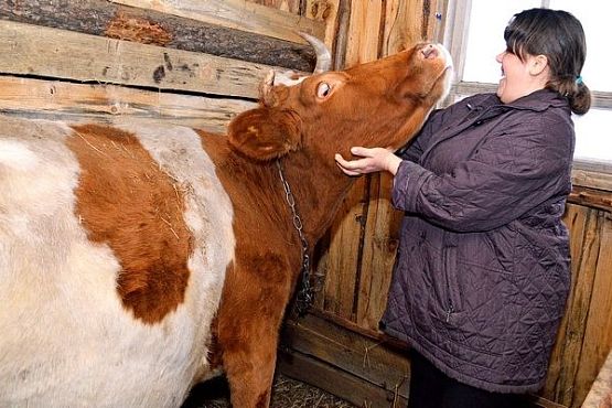 В I квартале 2016 года в Пензенской области произвели больше молока и мяса