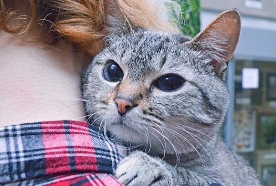 В Пензенской области бешеная кошка напала на людей