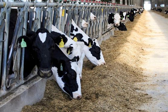 За 9 месяцев в Пензенской области получено 267 тонн молока
