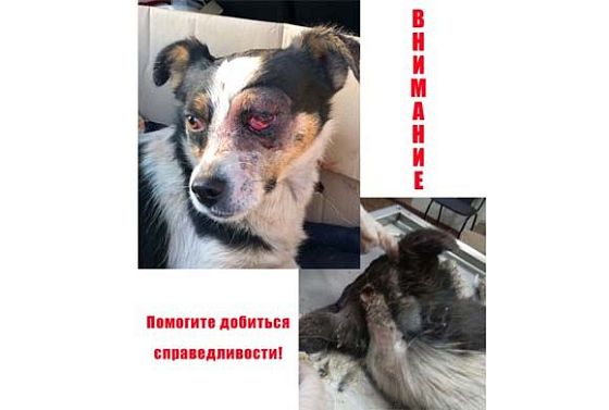 В Пензе зоозащитники обнародовали материалы проверки по делу об избитом псе Кише