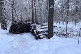 В Пензенской области пресечена кража саженцев для озеленения города