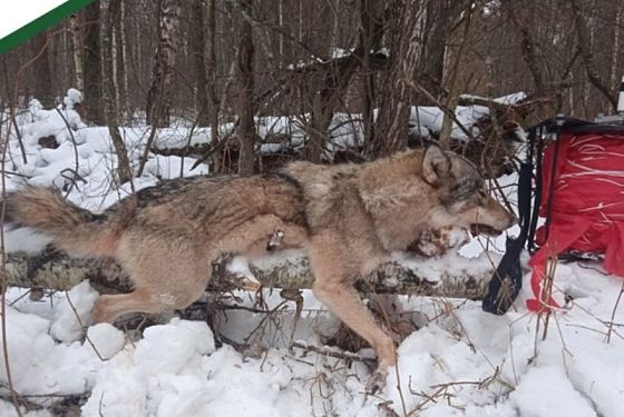 Охотники провели отстрел шести волков в Лопатинском районе