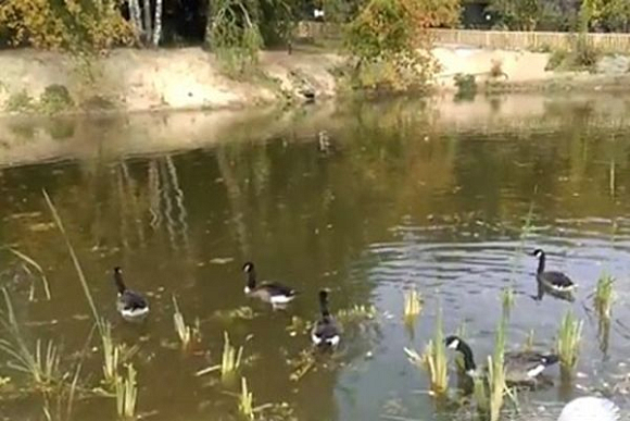 В пензенском зоопарке завершилась реконструкция озера