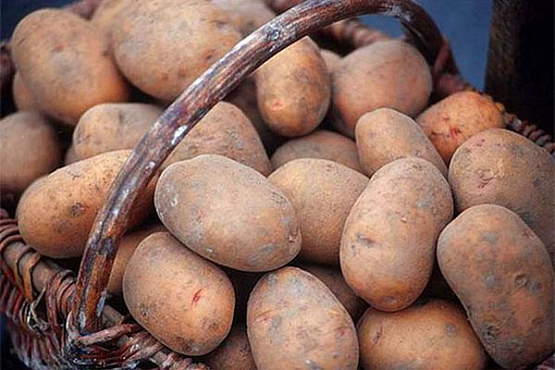 Предприятие «Башмаковский хлеб» поставило 70 тонн картофеля для федеральной торговой сети