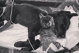 В Пензе зоозащитники рассказали о печальном финале дружбы щенка и котенка