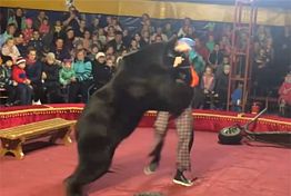 Появилось видео нападения медведя из пензенского шапито на дрессировщика Появилось видео нападения медведя из пензенского шапито на дрессировщика