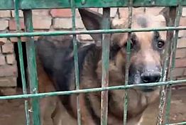 В Пензе овчарка погибшего героя СВО оказалась никому не нужна