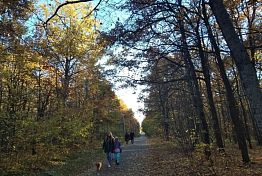В Пензе Олимпийскую аллею обработают от клещей В Пензе Олимпийскую аллею обработают от клещей