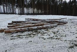 В Пензенской области вынесли приговоры «черным» дровосекам В Пензенской области вынесли приговоры «черным» дровосекам