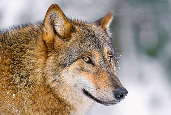 В Лунинском районе отстреляли 6 волков 