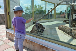Гостям зоопарка Пензы покажут, как чистят зубы медведю и дают витамины лосю