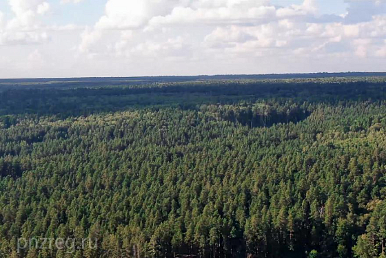 В лесах Пензенской области осенью высадят 50 тысяч сеянцев сосны 