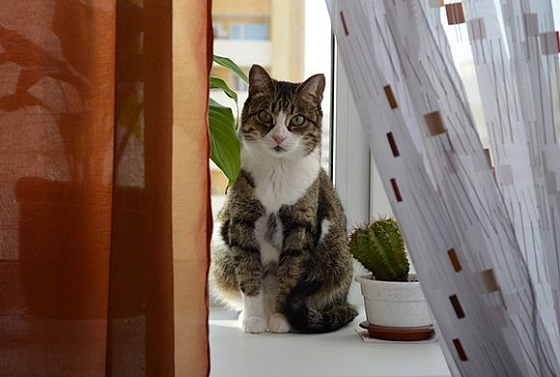 В Пензенской области бешенство чаще всего регистрируют у кошек